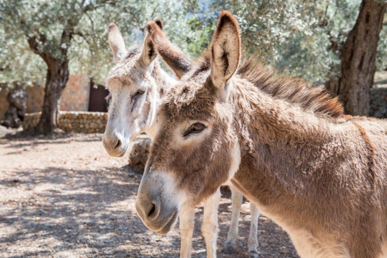 Raco De Soller Villa Bagian luar foto